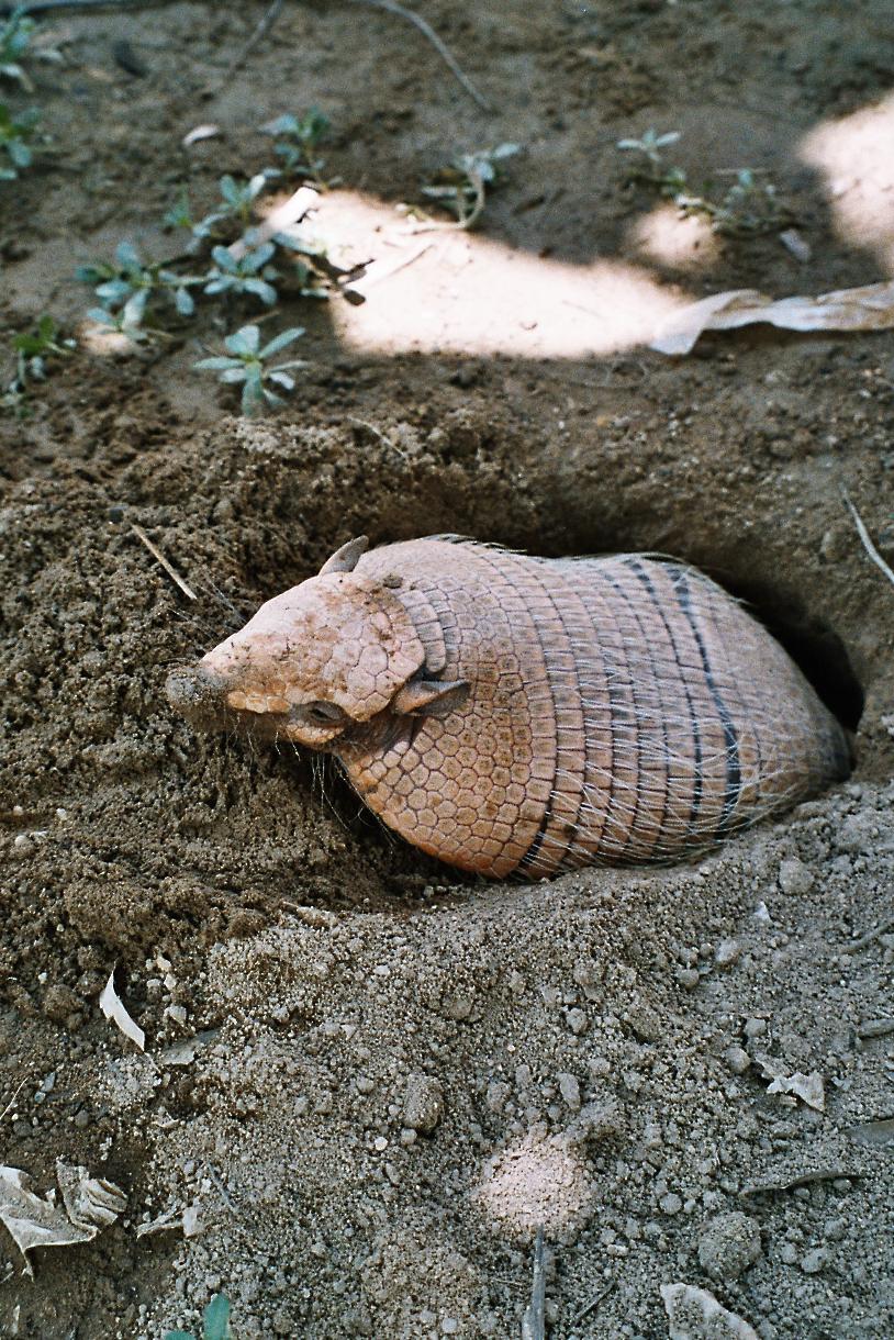 Suloinen vy&ouml;ti&auml;inen.
