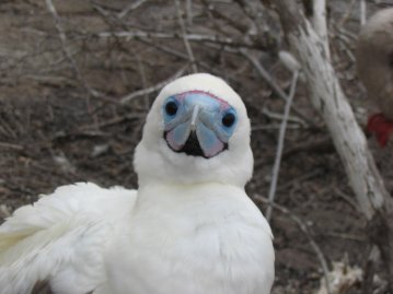 Yksi tuhansista linnunpoikasista saarella.