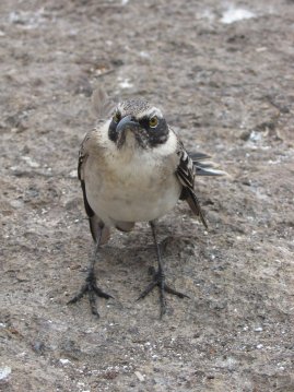 Yksi uteliaista linnuista.