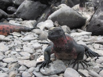 Iguana Espanolan saarella.