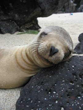 Merileijonan poikanen p&auml;iv&auml;unilla.