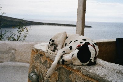 Koira p�iv�unilla.