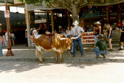 Pitk�sarvinen lehm�.