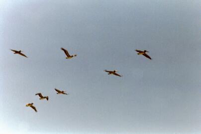 Pelikaani parvi taivaalla.