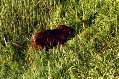 Piisami ulkoilualueella.