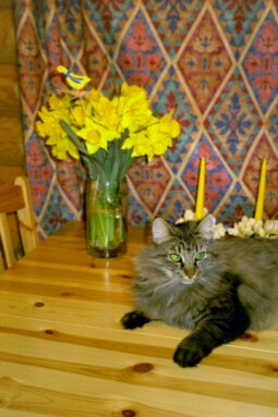 Iines l�h�ilem�ss� Honkaharjun p�yd�ll�.