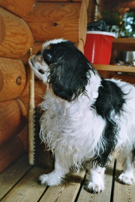 Beni m�kkelilem�ss�.