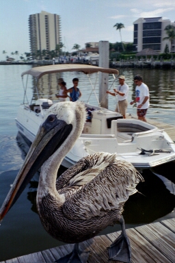 Pelikaani laiturilla.